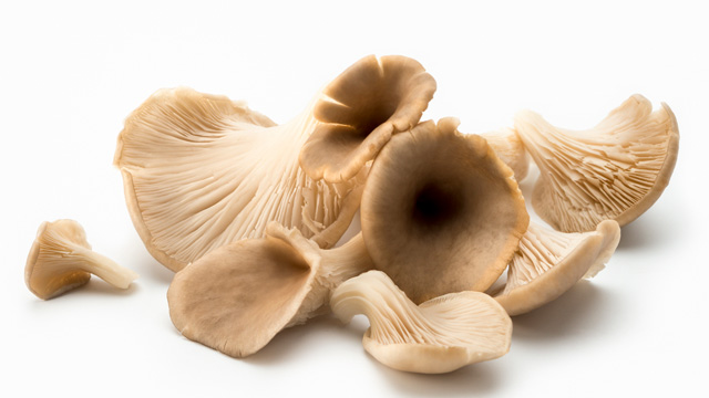 pleurotes